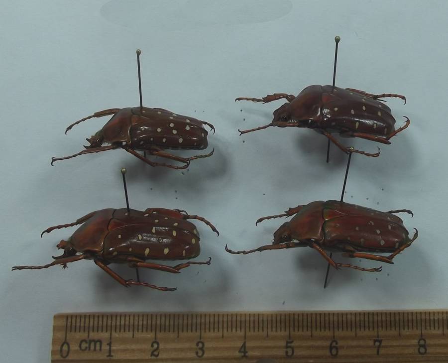 Two Pair - Angle View<br>(Origin of the Specimen: Via Bamenda, Cameroon, 2017)
