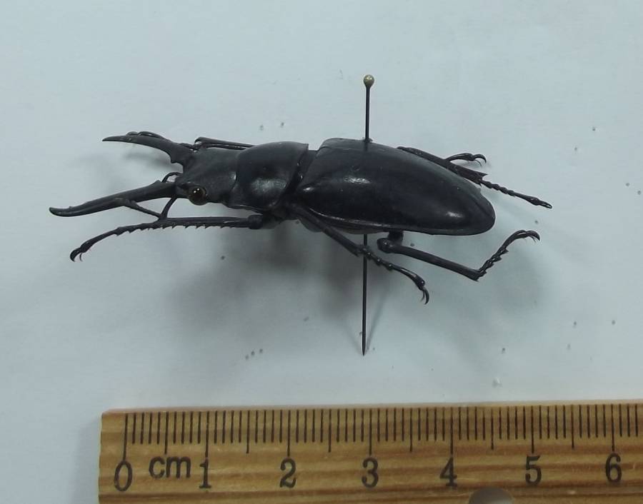 Male - Angle View - About 5.5 Cm