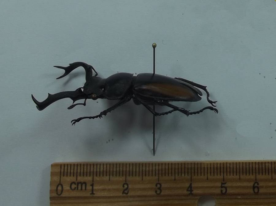 Male - Side View, About 4.2 Cm<br>(Origin of the Specimen: Mung Chai, 700 Meters, Aug 2017)
