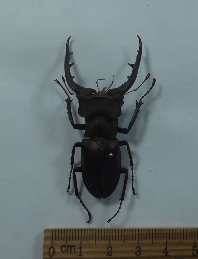 Dorsal View, Male about 5.5 Centimeters<br>(Origin of the Specimen: Axan Mt. Guengnam, April 2018)