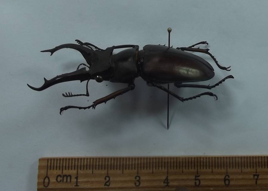 Angle View<br>(Origin of the Specimen: Axan Mt. Tay Giang, Vietnam, May)