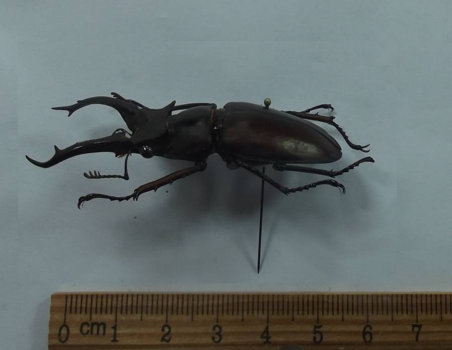 Side View<br>(Origin of the Specimen: Axan Mt. Tay Giang, Vietnam, May)