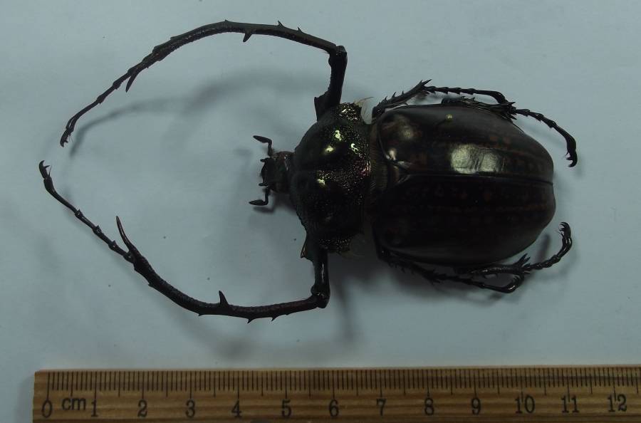 Male - Dorsal View - Closer<br>(Origin of the Specimen: Yen Bai Province, Northern Vietnam)