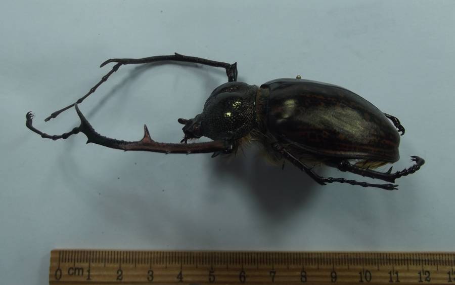 Male - Angle/Side View<br>(Origin of the Specimen: Yen Bai Province, Northern Vietnam)