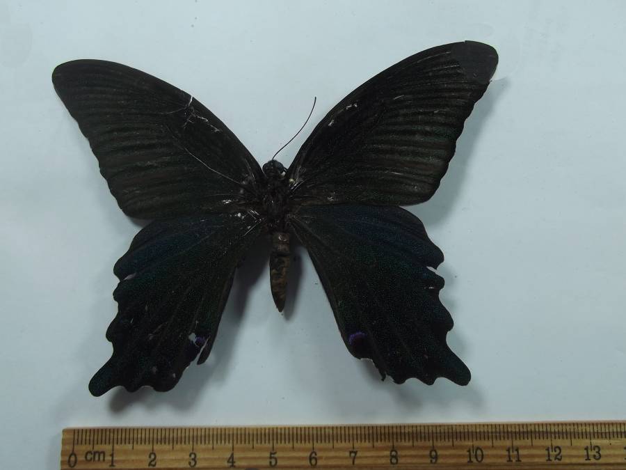 Male - Dorsal View<br>(Origin of the Specimen: North Vietnam, 2018)