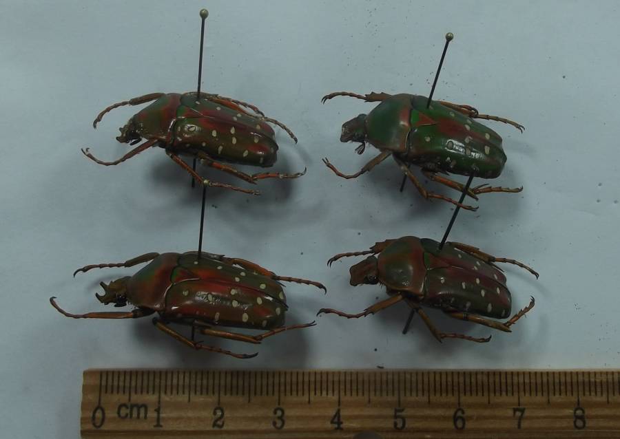 Pair - Angle View<br>(Origin of the Specimen: Northern Cameroon, Fall, 2018)