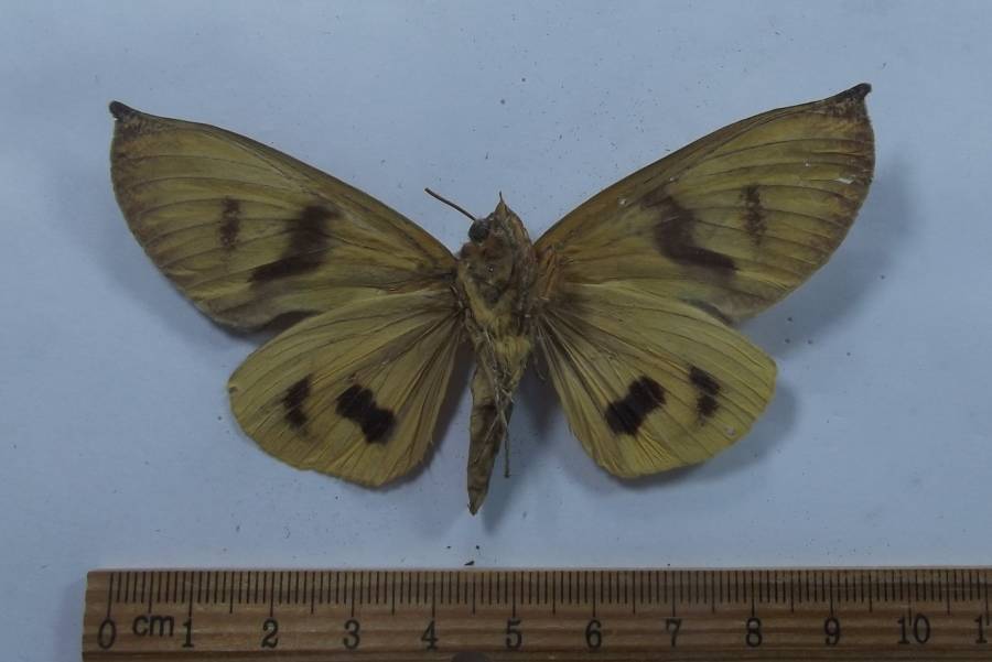 Ventral View<br>(Origin of the Specimen: Vietnam, 2018)