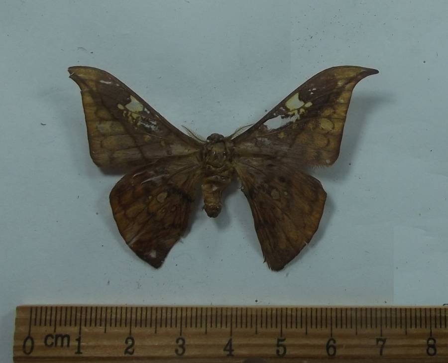 Male - Ventral View<br>(Origin of the Specimen: Vietnam)