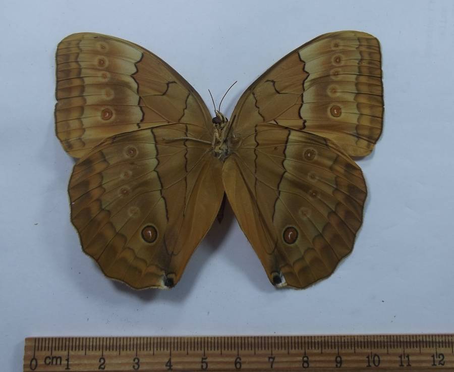 Male - Ventral View<br>(Origin of the Specimen: Corner - Vietnam-Laos-China)