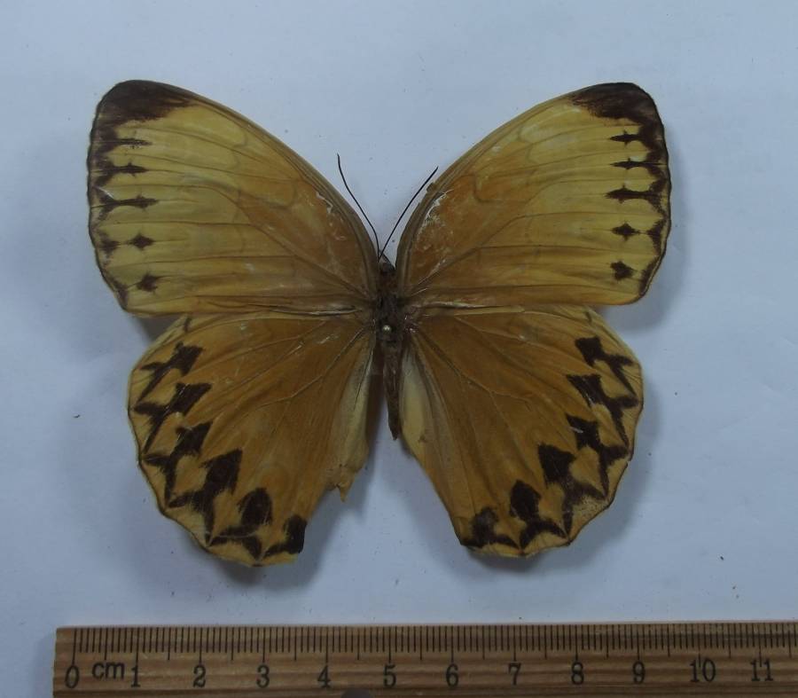 Female - Dorsal View<br>(Origin of the Specimen: Corner - Vietnam-Laos-China)