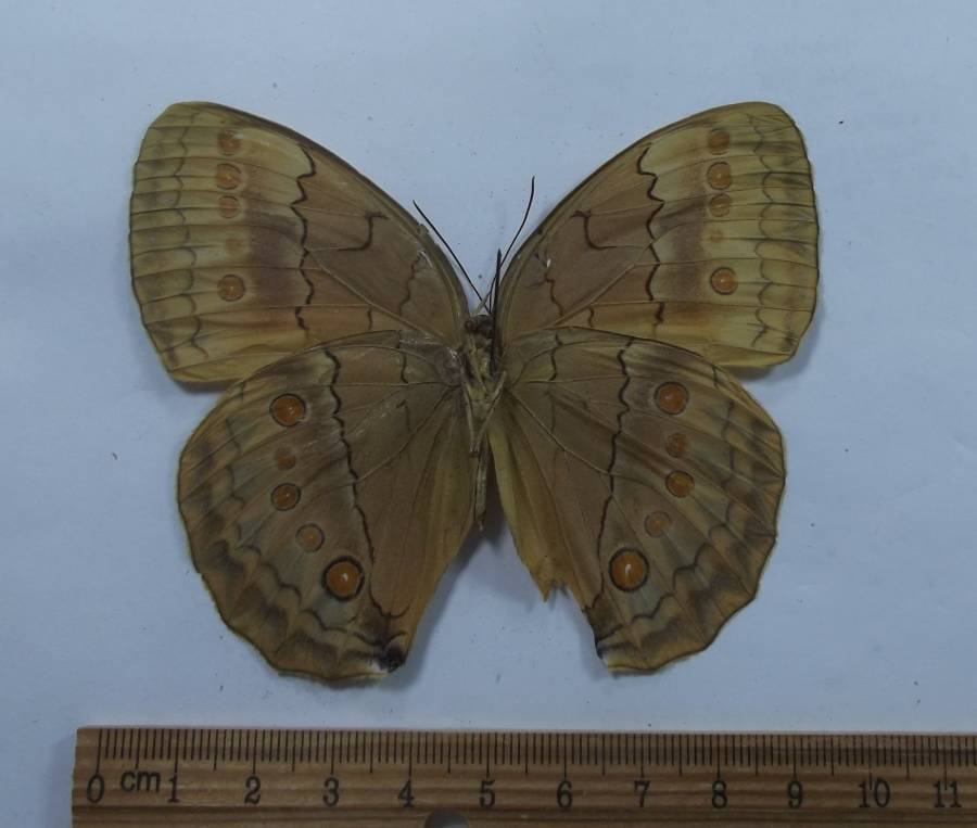 Female - Ventral View<br>(Origin of the Specimen: Corner - Vietnam-Laos-China)