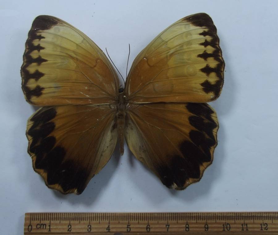 Female - Dorsal View<br>(Origin of the Specimen: Corner - Vietnam, Laos, China)