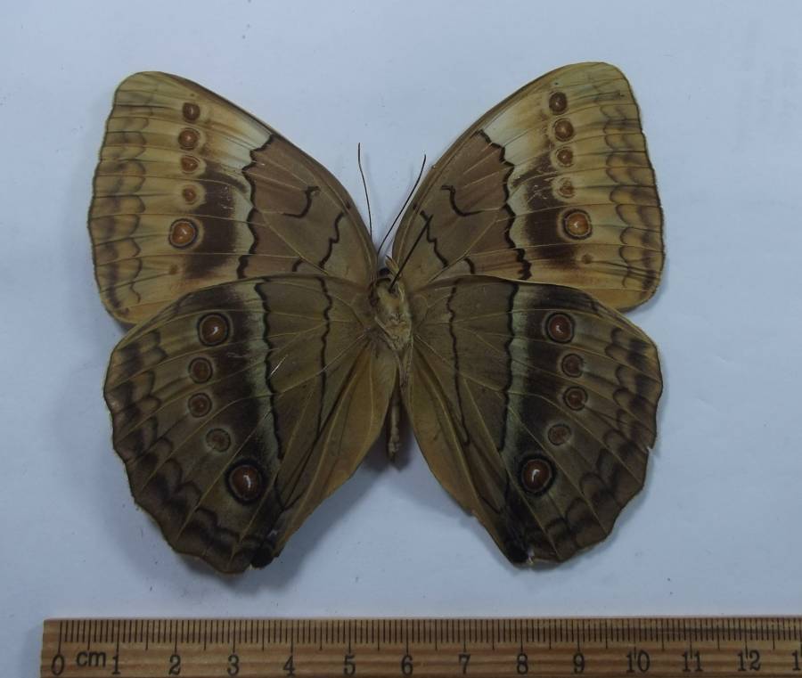 Female - Ventral View<br>(Origin of the Specimen: Corner - Vietnam, Laos, China)