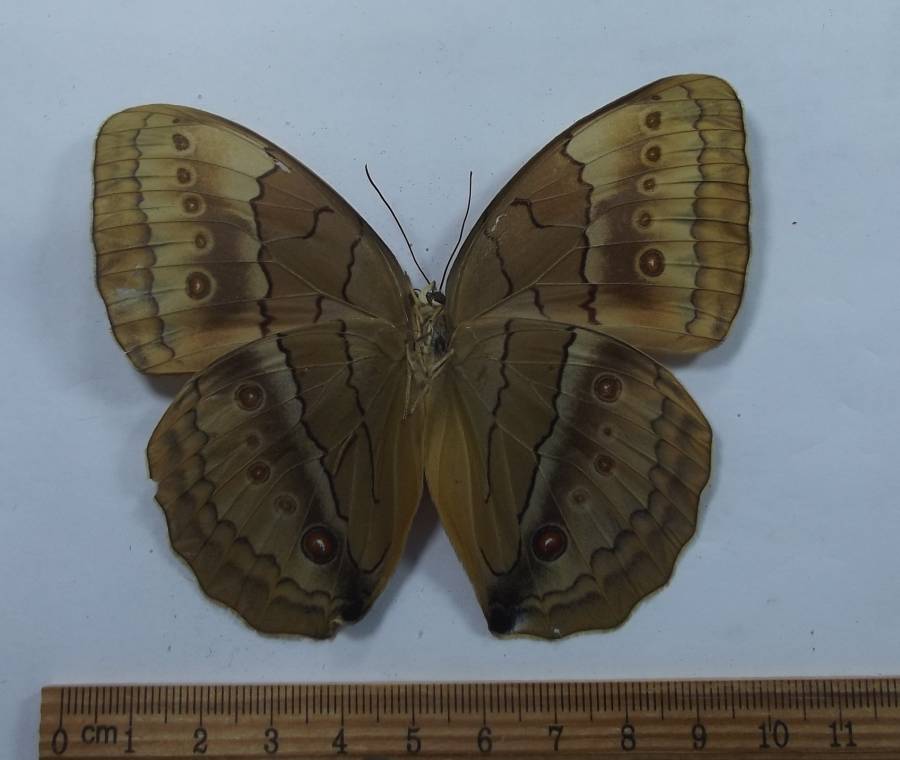 Male - Ventral View<br>(Origin of the Specimen: Corner - Vietnam - China, Laos)
