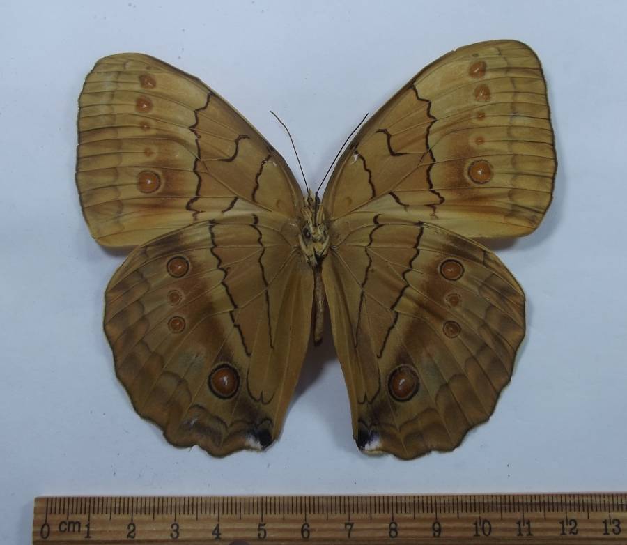 Male - Vetnral View<br>(Origin of the Specimen: Corner Vietnam - Laos, China)