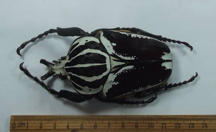 Angle View of Male<br>(Origin of the Specimen: Via bamenda, Cameroon, 2017)