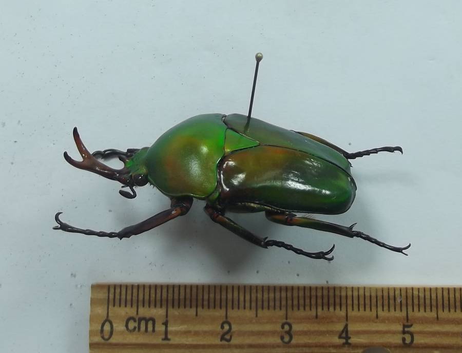 Male - Angle View<br>(Origin of the Specimen: Via Bamenda, Cmaeroon, 2017)