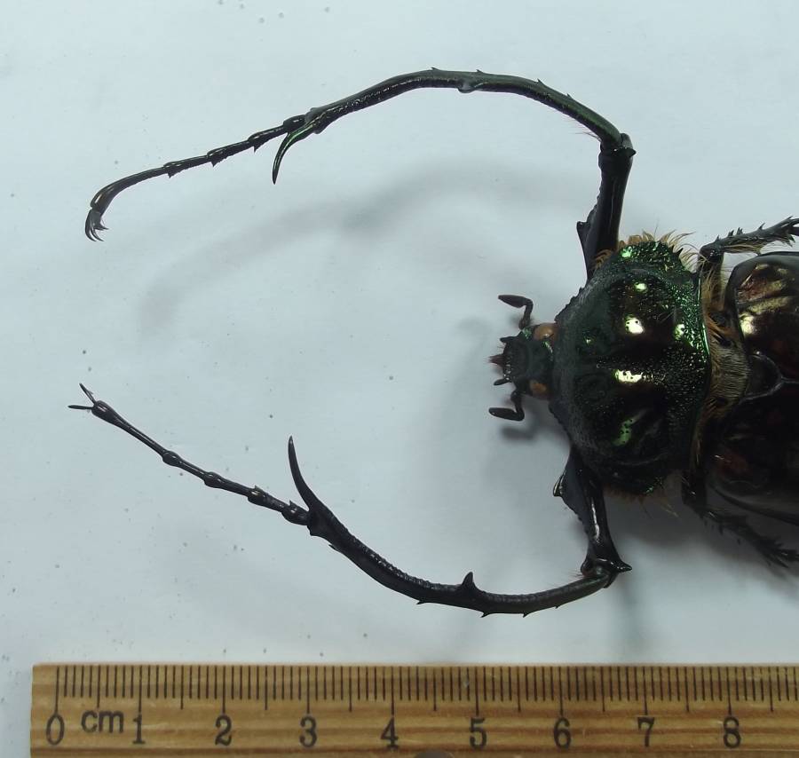 Front View of Legs - Close View<br>(Origin of the Specimen: Mucang Chai, Yen Bai Prov, Vietnam)