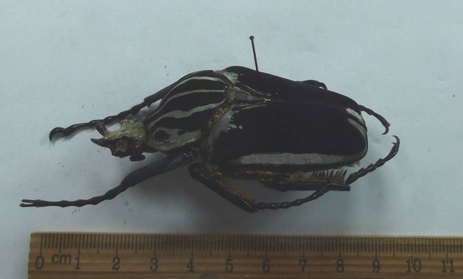 Angle View<br>(Origin of the Specimen: Via Bamenda, Cameroon, 2017)