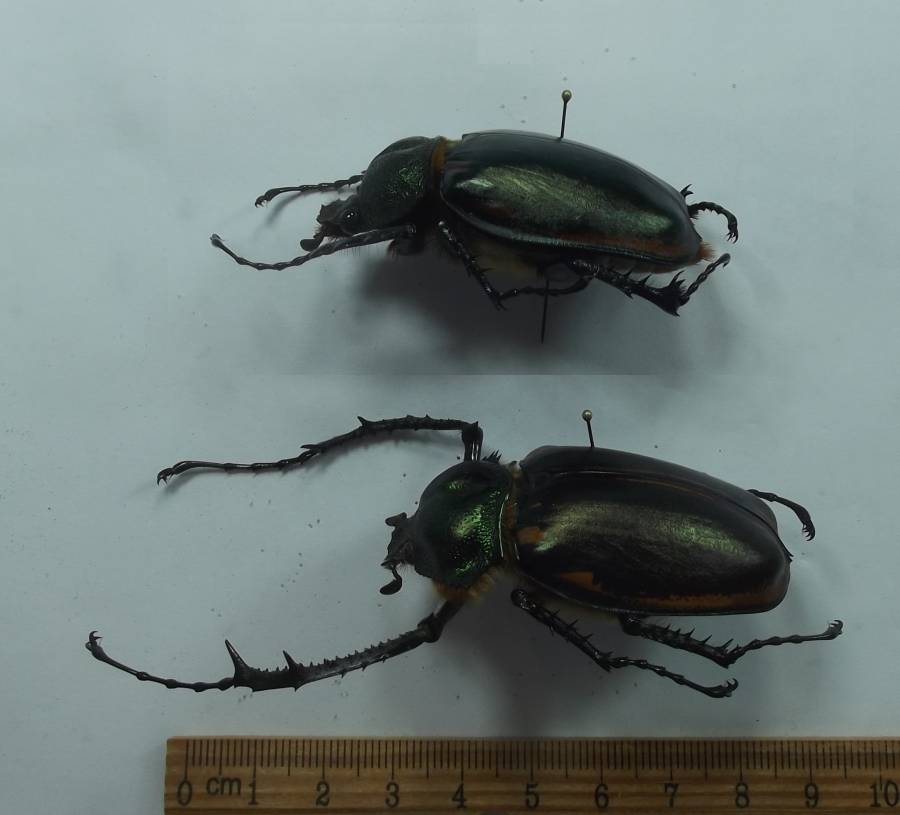 Pair - Angle View<br>(Origin of the Specimen: Viet - Near Laos-China border)
