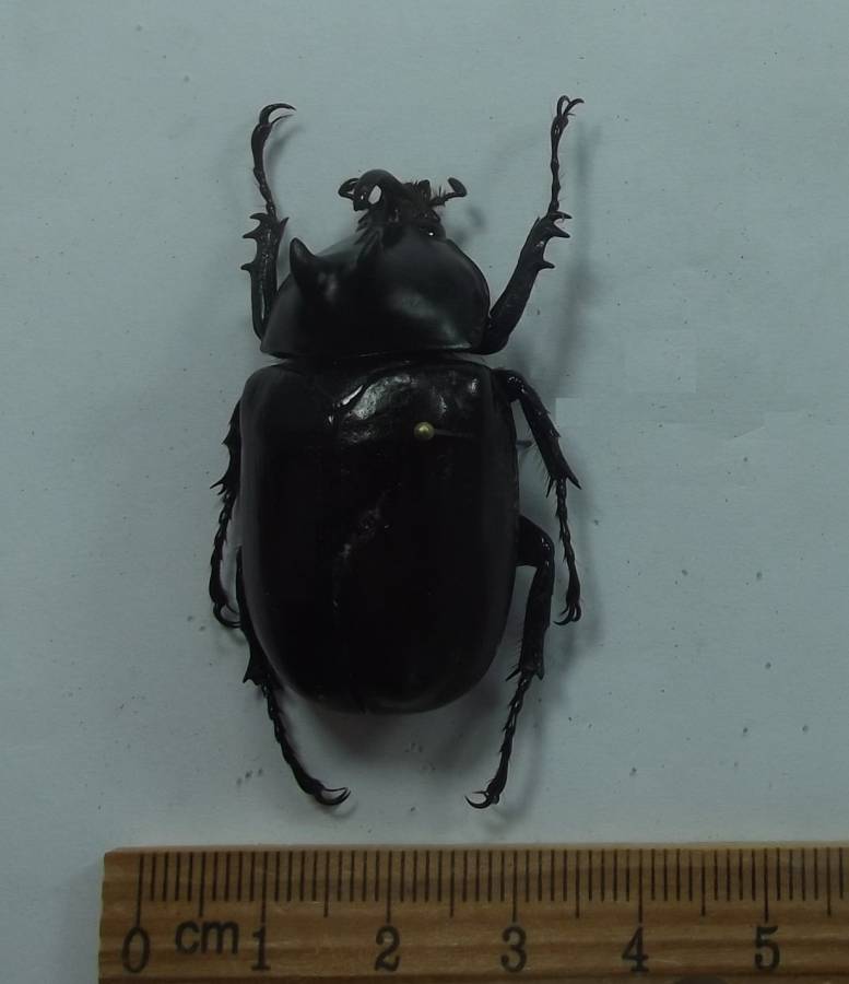 Male - Dorsal View<br>(Origin of the Specimen: Di Lihn, Lam Dong. Vietnam)