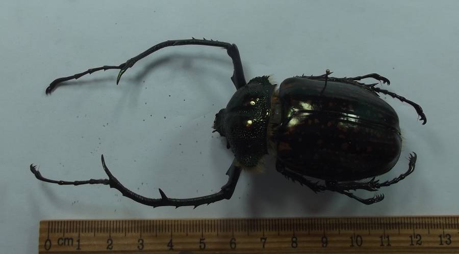 Horizontal View of Male<br>(Origin of the Specimen: Vietnam, Near WC Cambodiea)