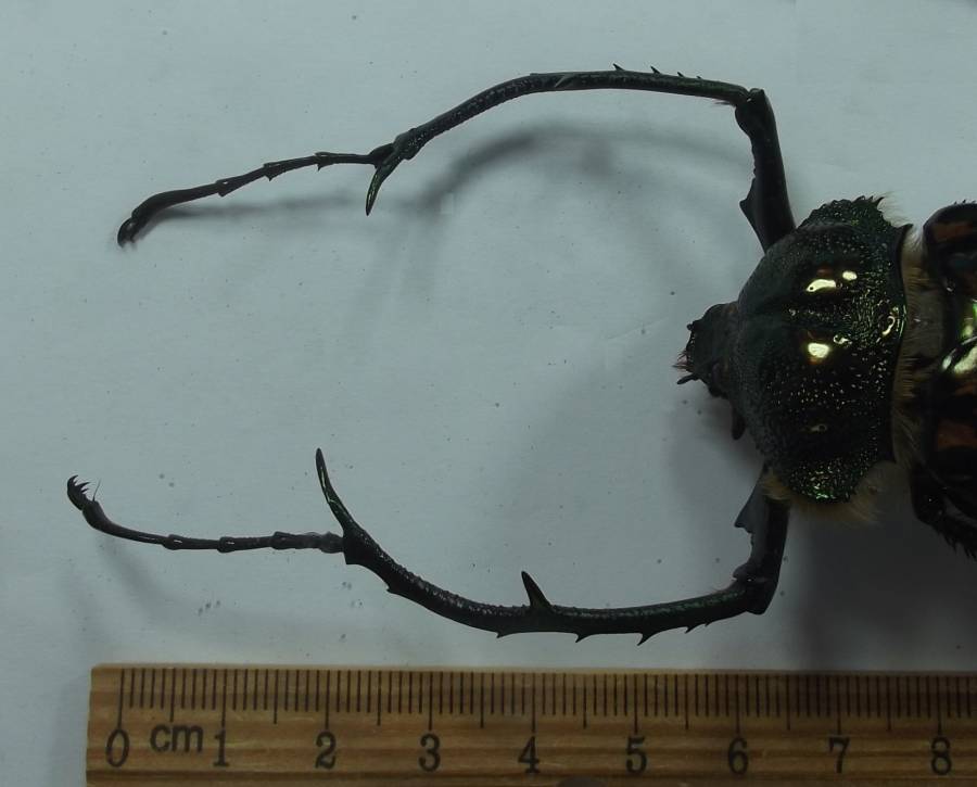 Closer View of Front Legs of Male<br>(Origin of the Specimen: Dak Nong Provicne, Vietnam)