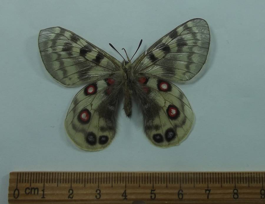 Male - Ventral View<br>(Origin of the Specimen: Napal, June 2, 2016)