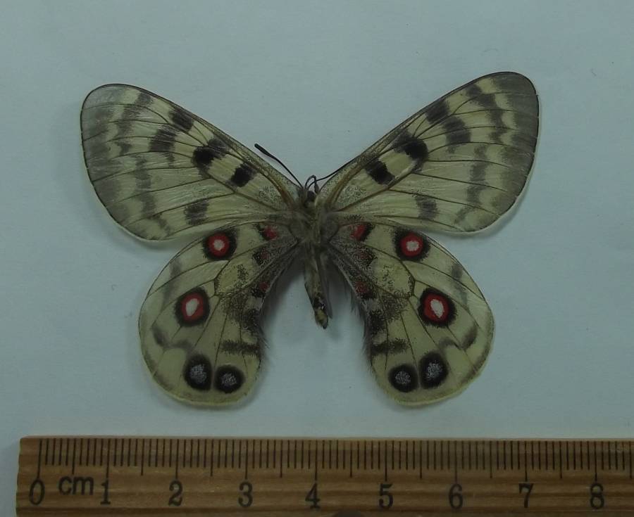 Female - Ventral View<br>(Origin of the Specimen: Napal, June 2, 2016)