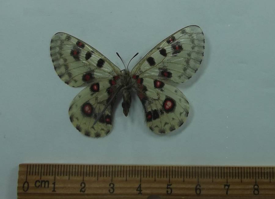 Female - Ventral View<br>(Origin of the Specimen: China  March 29, 2011)