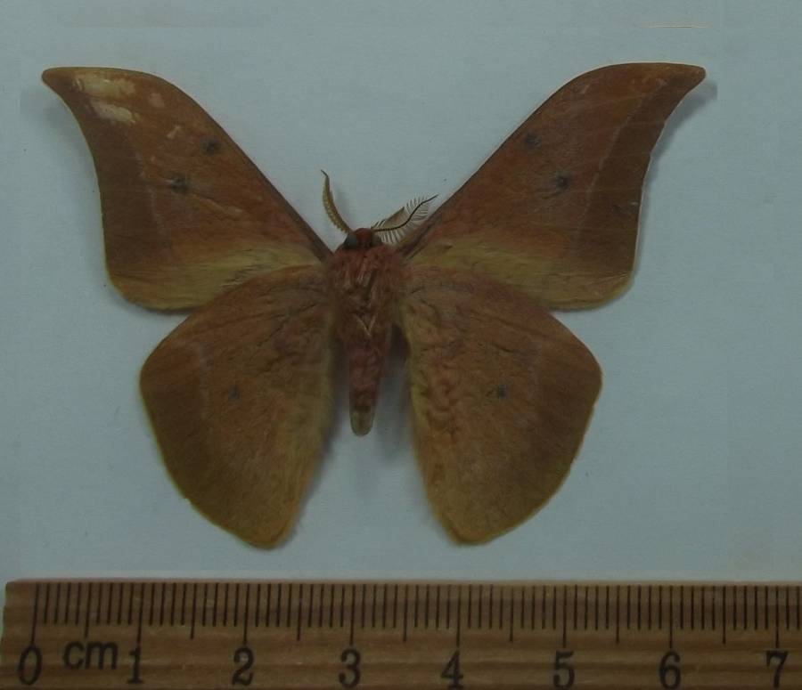Male - Vetnral View<br>(Origin of the Specimen: Laos, June 1989)