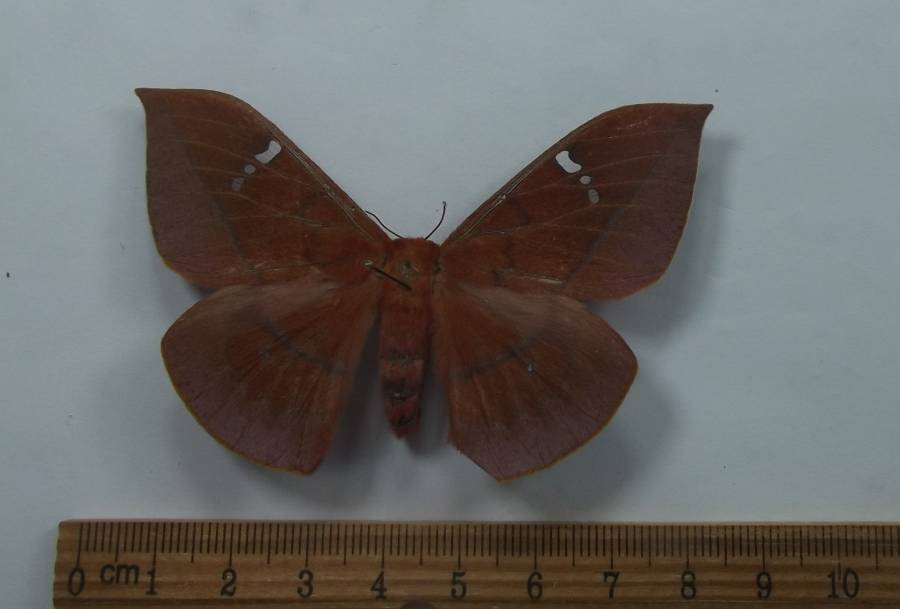 Female - Dorsal View<br>(Origin of the Specimen: Laos, June 1989)