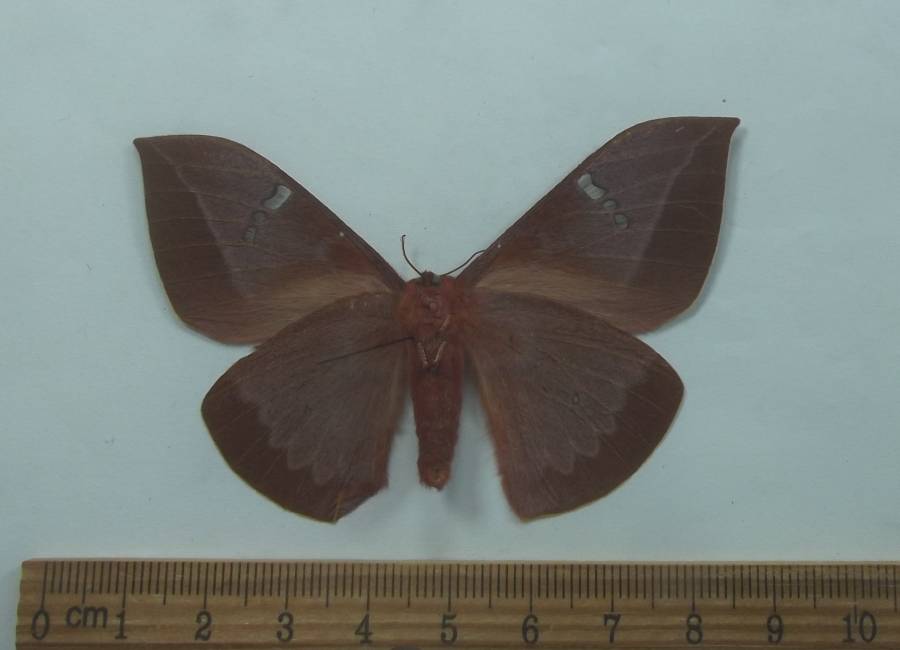Female - Ventral View<br>(Origin of the Specimen: Laos, June 1989)