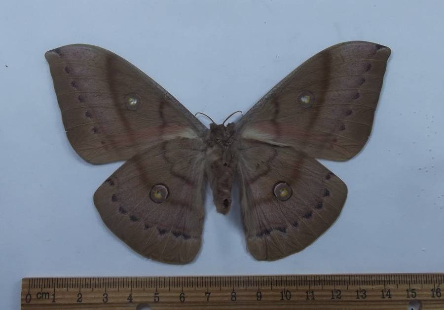Female - Ventral View<br>(Origin of the Specimen: Laos, Feb. 1989)