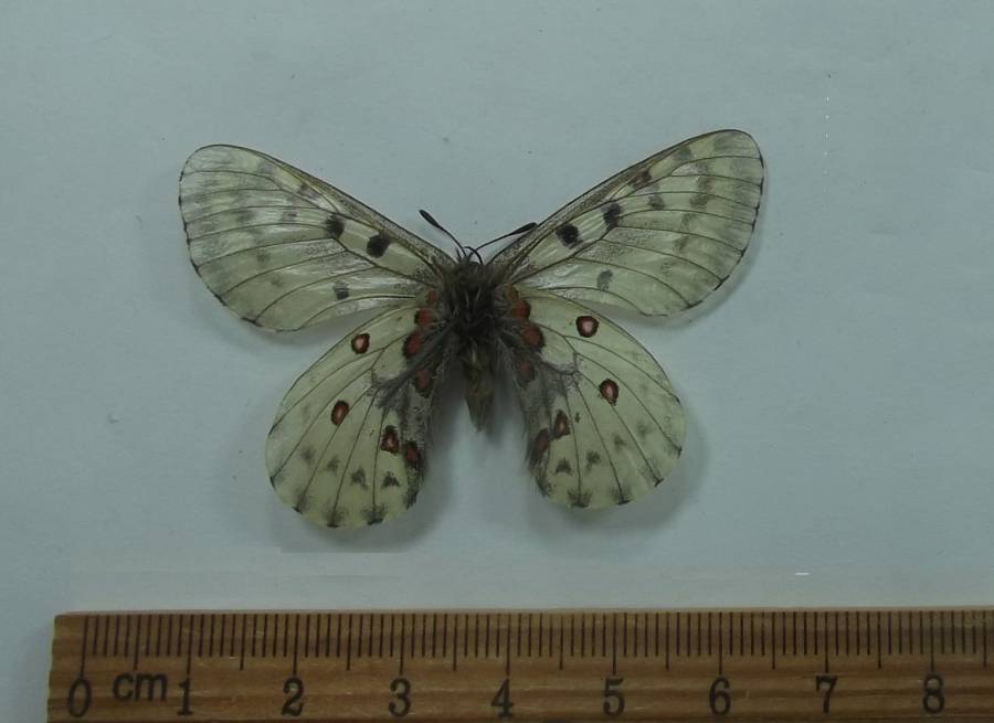 Male - Ventral View<br>(Origin of the Specimen: Napal, June 2, 2016)