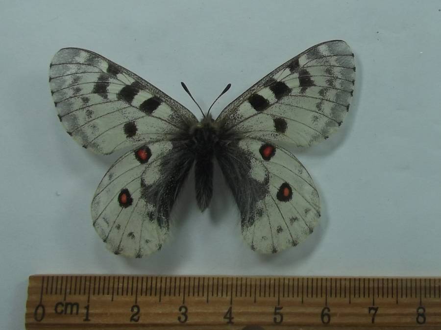 Female - Dorsal View<br>(Origin of the Specimen: Napal, June 2, 2016)