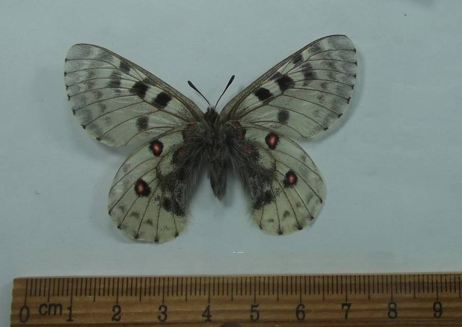 Female - Ventral View<br>(Origin of the Specimen: Napal, June 2, 2016)