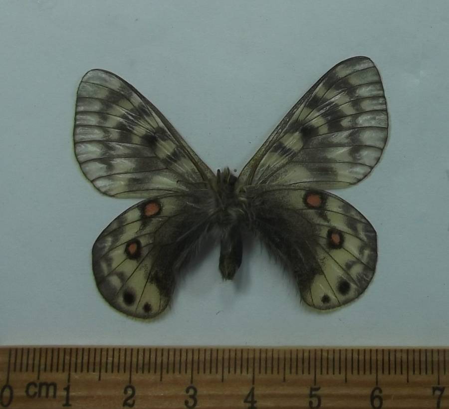 Male - Ventral View<br>(Origin of the Specimen: Taldyk Pass, Kyrgyzstan, July 22)
