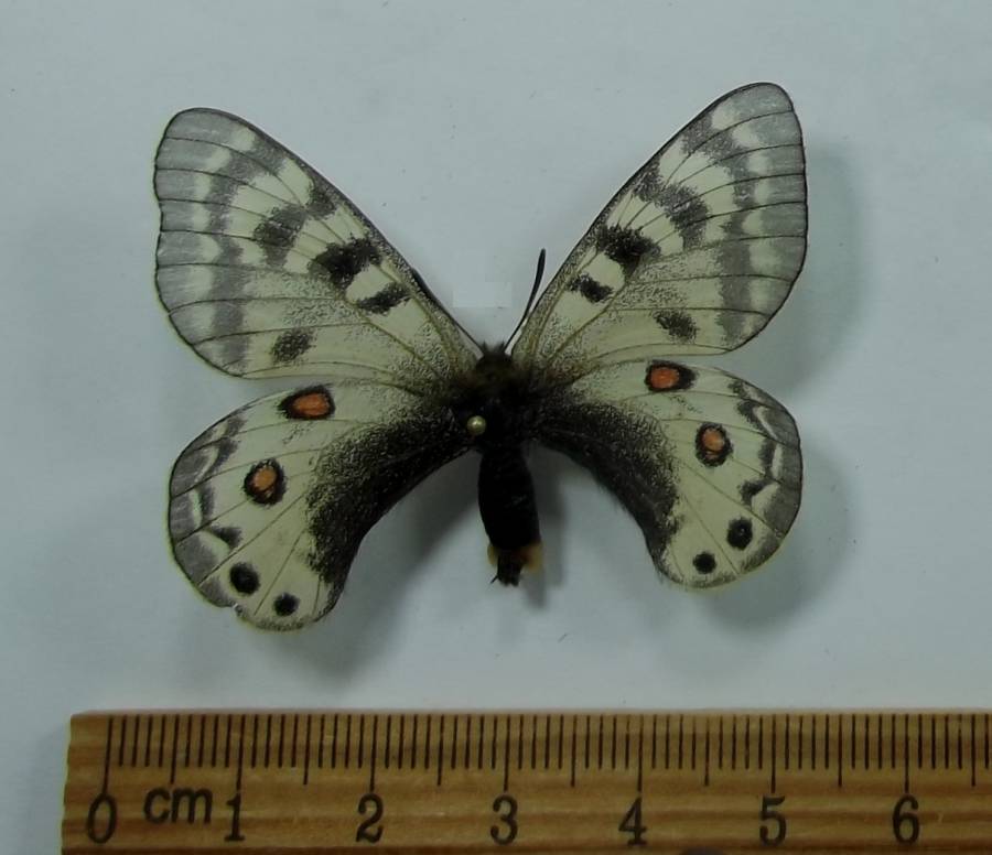 Male -Dorsal View<br>(Origin of the Specimen: Taldyk Pass, July 22, 3500 Meters)