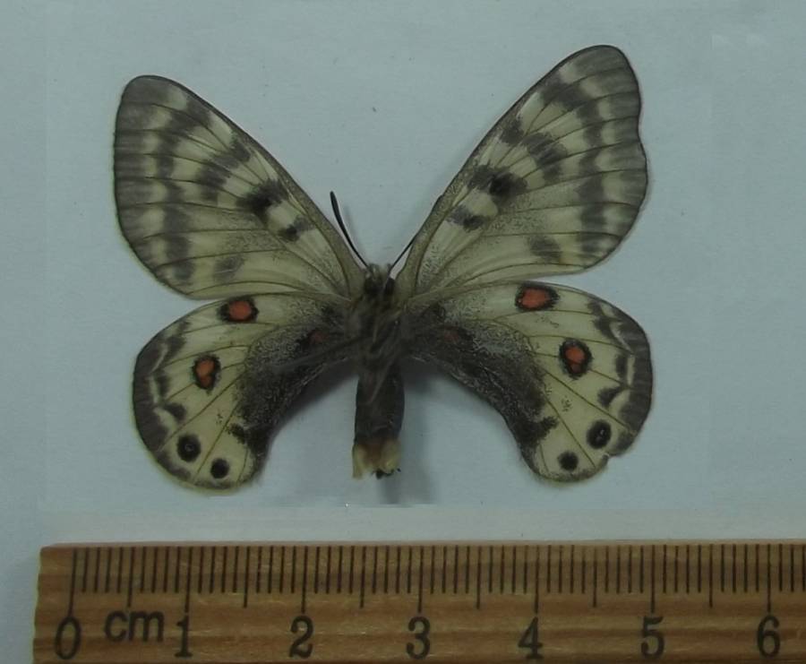 Male - Ventral View<br>(Origin of the Specimen: Taldyk Pass, July 22, 3500 Meters)