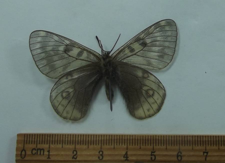 Male - Ventral View<br>(Origin of the Specimen: Tangula Pass, Tibet, May 12, 2018)
