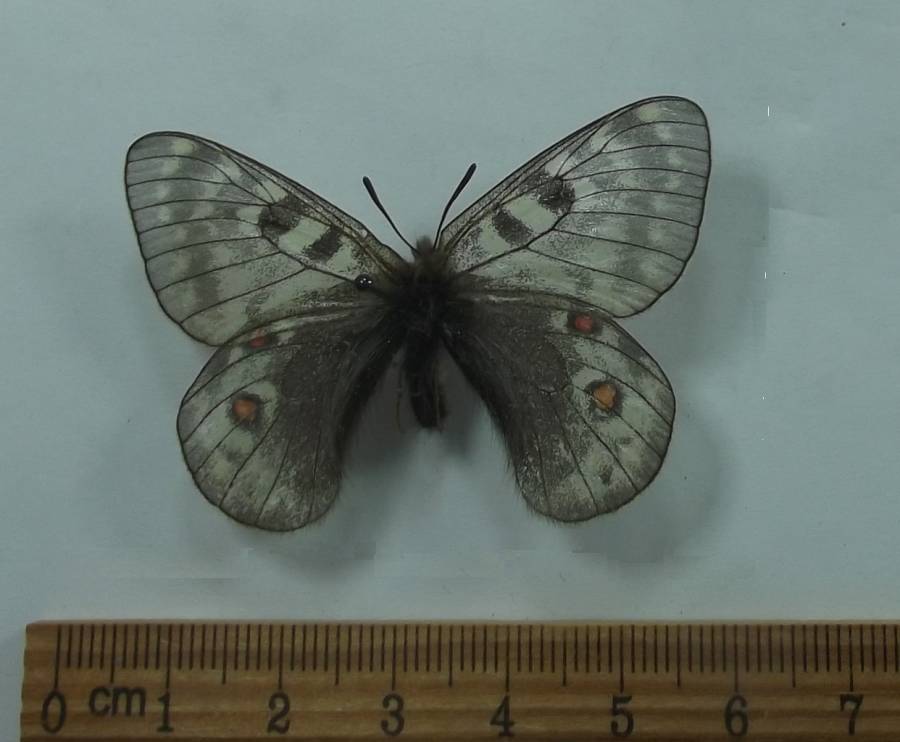 Female - Dorsal View<br>(Origin of the Specimen: Tangula Pass, Tibet, May 12, 2018)