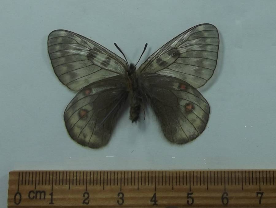 Female - Ventral View<br>(Origin of the Specimen: Tangula Pass, Tibet, May 12, 2018)