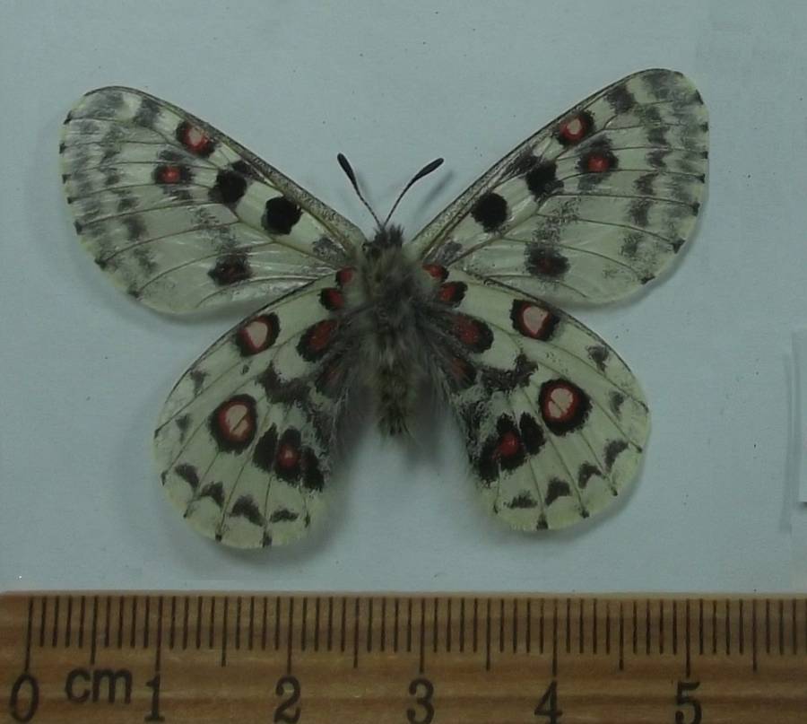 Male - Vetnral View<br>(Origin of the Specimen: Qinghai, July 2018)