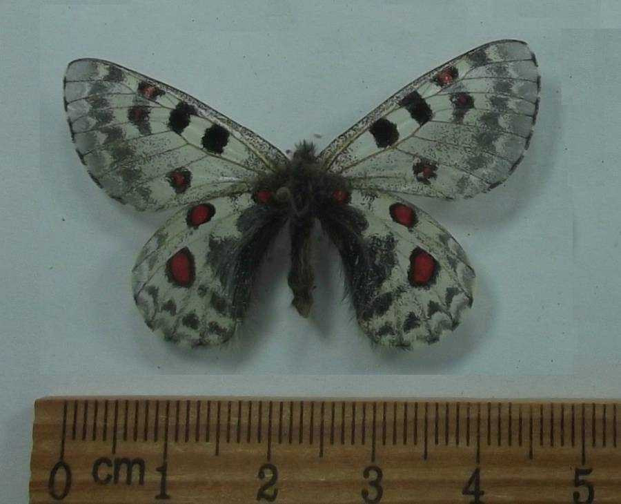 Female -Dorsal Viw2<br>(Origin of the Specimen: West of Qinghai)