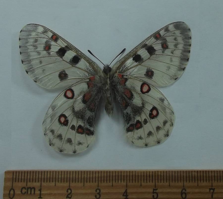 Malel - Ventral View<br>(Origin of the Specimen: Napal, May 7, 2012)