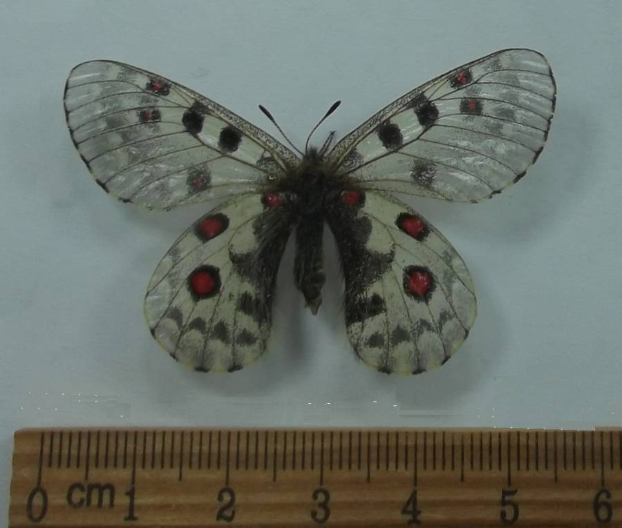 Female - Ventral View<br>(Origin of the Specimen: Napal, May 7, 2012)