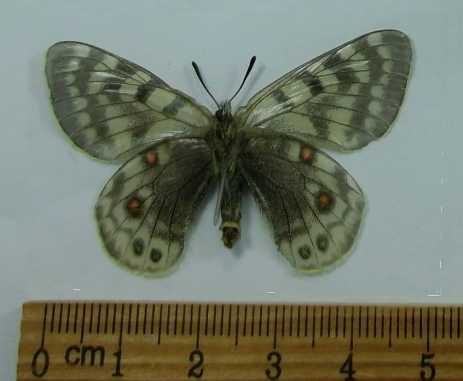 Female - Vetnral View<br>(Origin of the Specimen: Nierudui, June 2015)