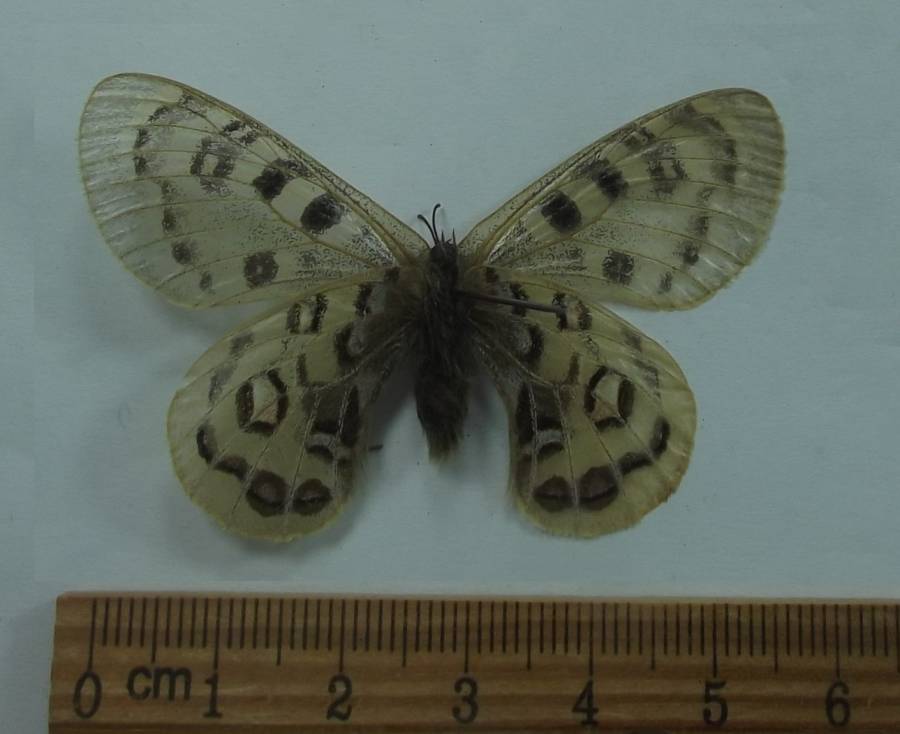 Male - Ventral View<br>(Origin of the Specimen: India, March 23, 2002)