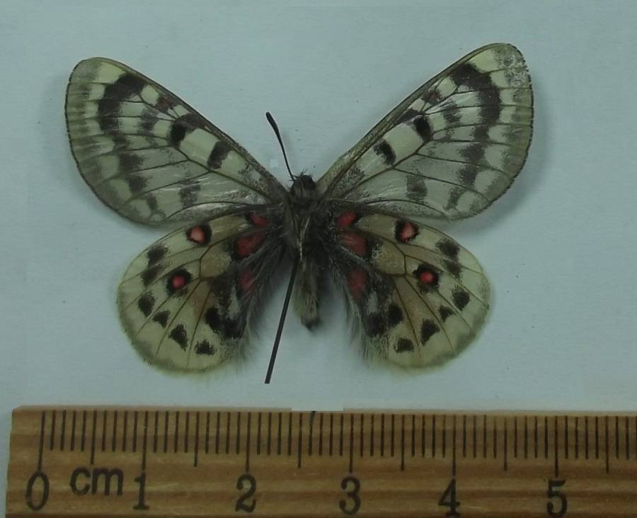 Male - Ventral View<br>(Origin of the Specimen: Dongdala Pass, 5100 Meters, Tibet)